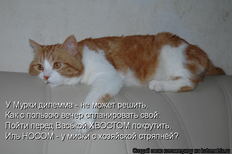 У Мурки дилемма - не может решить, Как с пользою вечер спланировать свой: Пойти перед Васькой ХВОСТО... Котоматрица: У Мурки дилемма - не может решить, Как с пользою вечер спланировать свой: Пойти перед Васькой ХВОСТОМ покрутить, Иль НОСОМ - у миски с хозяйс