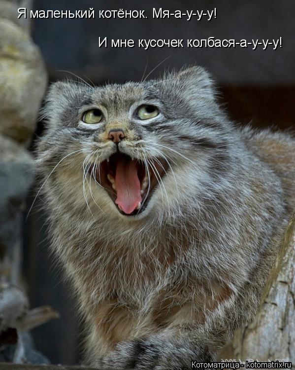 Я маленький котёнок. Мя-а-у-у-у! И мне кусочек колбася-а-у-у-у!... Котоматрица: Я маленький котёнок. Мя-а-у-у-у! И мне кусочек колбася-а-у-у-у!