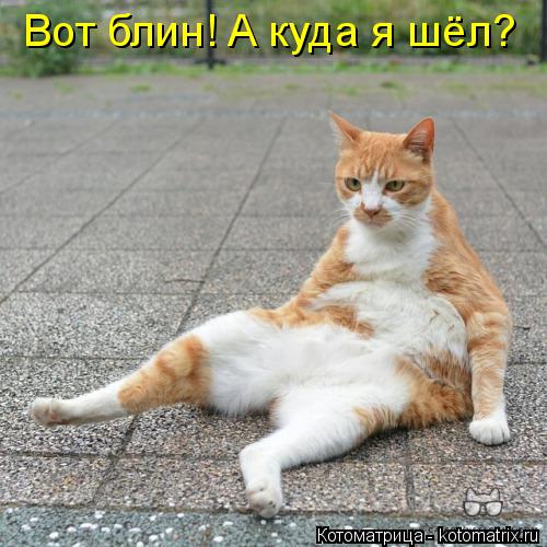 Вот блин! А куда я шёл?... Котоматрица: Вот блин! А куда я шёл?