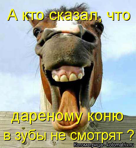 А кто сказал, что дареному коню в зубы не смотрят ?... Котоматрица: А кто сказал, что дареному коню в зубы не смотрят ?