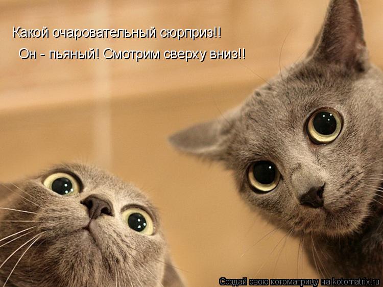 Какой очаровательный сюрприз!! Он - пьяный! Смотрим сверху вниз!!... Котоматрица: Какой очаровательный сюрприз!! Он - пьяный! Смотрим сверху вниз!!