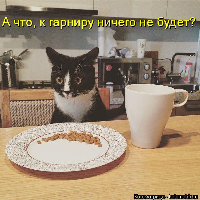 А что, к гарниру ничего не будет?... Котоматрица: А что, к гарниру ничего не будет?