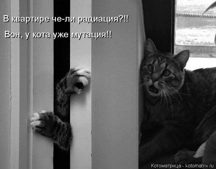 В квартире че-ли радиация?!! Вон, у кота уже мутация!!... Котоматрица: В квартире че-ли радиация?!! Вон, у кота уже мутация!!