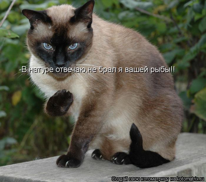 -В натуре отвечаю,не брал я вашей рыбы!!... Котоматрица: -В натуре отвечаю,не брал я вашей рыбы!!