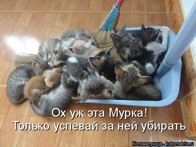 Ох уж эта Мурка! Только успевай за ней убирать... Котоматрица: Ох уж эта Мурка! Только успевай за ней убирать