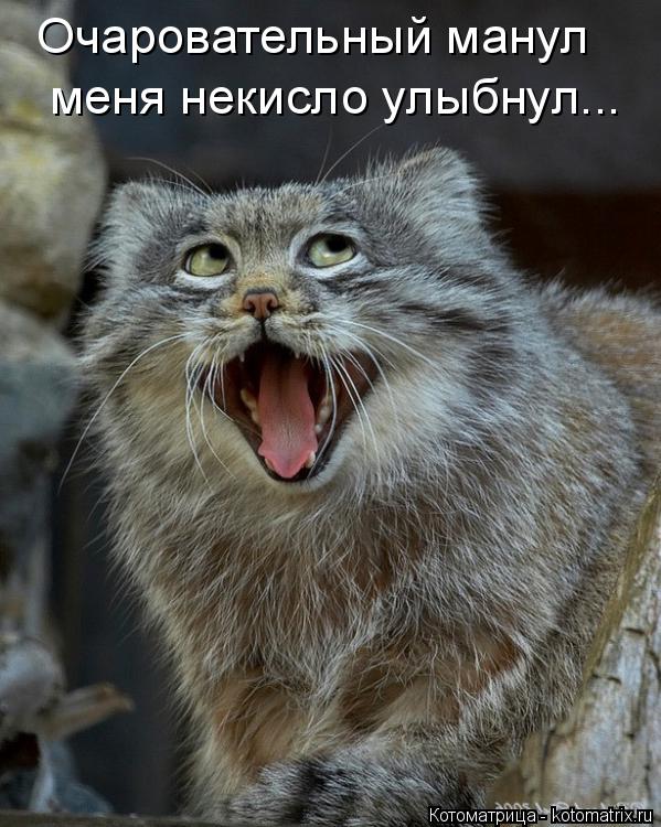 Очаровательный манул меня некисло улыбнул...... Котоматрица: Очаровательный манул меня некисло улыбнул...