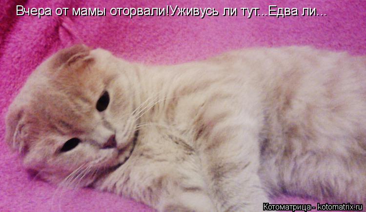 Вчера от мамы оторвали!Уживусь ли тут...Едва ли...... Котоматрица: Вчера от мамы оторвали!Уживусь ли тут...Едва ли...
