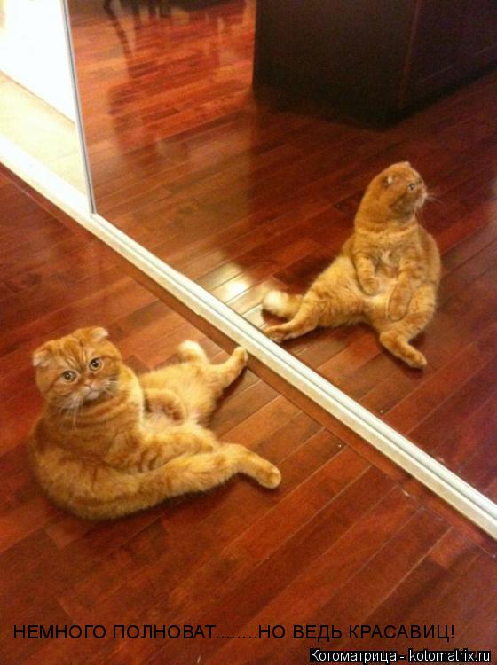 НЕМНОГО ПОЛНОВАТ........НО ВЕДЬ КРАСАВИЦ!... Котоматрица: НЕМНОГО ПОЛНОВАТ........НО ВЕДЬ КРАСАВИЦ!