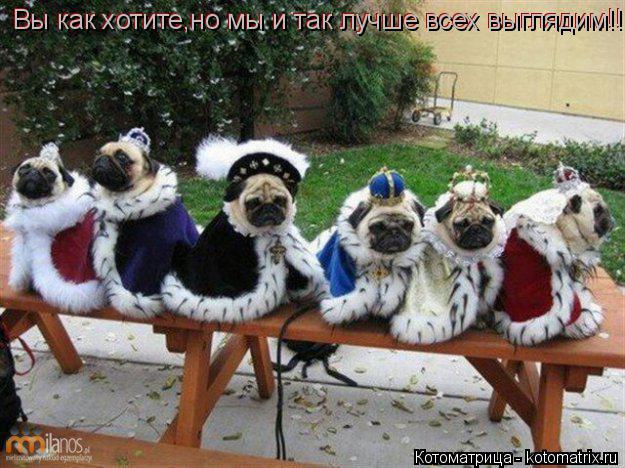 Вы как хотите,но мы и так лучше всех выглядим!! Вы как хотите,но мы и так лучше всех выглядим!!... Котоматрица: Вы как хотите,но мы и так лучше всех выглядим!! Вы как хотите,но мы и так лучше всех выглядим!!
