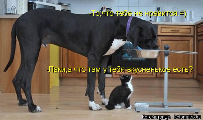 -Лаки,а что там у тебя вкусненькое есть? -То,что тебе не нравится.=)... Котоматрица: -Лаки,а что там у тебя вкусненькое есть? -То,что тебе не нравится.=)