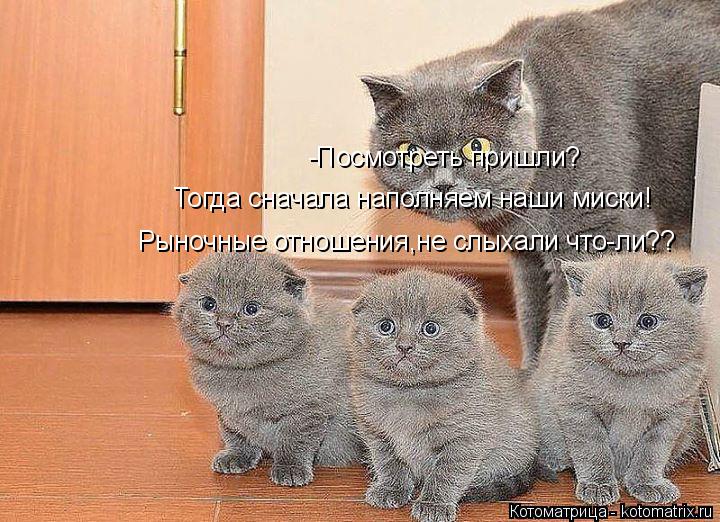 -Посмотреть пришли? Тогда сначала наполняем наши миски! Рыночные отношения,не слыхали что-ли??... Котоматрица: -Посмотреть пришли? Тогда сначала наполняем наши миски! Рыночные отношения,не слыхали что-ли??
