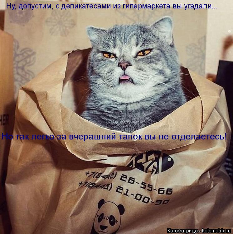 Ну, допустим, с деликатесами из гипермаркета вы угадали... Но так легко за вчерашний тапок вы не отде... Котоматрица: Ну, допустим, с деликатесами из гипермаркета вы угадали... Но так легко за вчерашний тапок вы не отделаетесь!