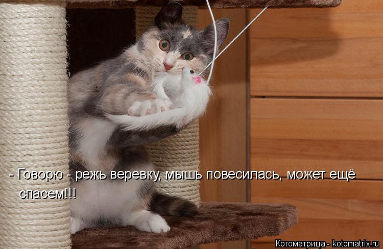 - Говорю - режь веревку, мышь повесилась, может ещё спасем!!!... Котоматрица: - Говорю - режь веревку, мышь повесилась, может ещё спасем!!!