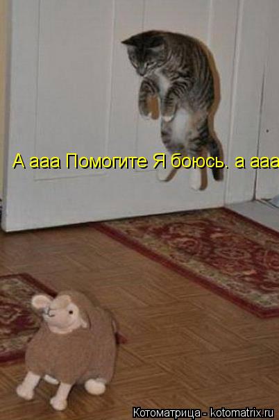 А ааа Помогите Я боюсь. а ааааа! :=)... Котоматрица: А ааа Помогите Я боюсь. а ааааа! :=)