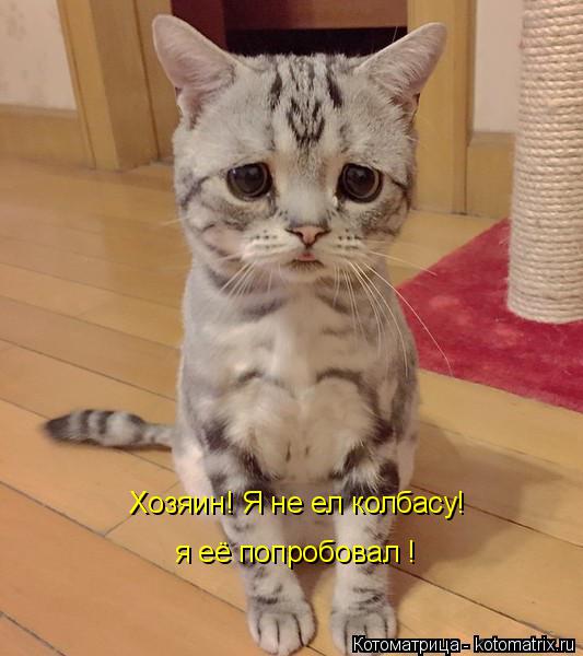 Хозяин! Я не ел колбасу! я её попробовал !... Котоматрица: Хозяин! Я не ел колбасу! я её попробовал !