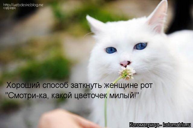 Хороший способ заткнуть женщине рот "Смотри-ка, какой цветочек милый!"... Котоматрица: Хороший способ заткнуть женщине рот "Смотри-ка, какой цветочек милый!"