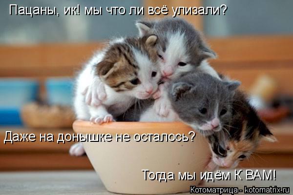 Пацаны, ик! мы что ли всё улизали? Даже на донышке не осталось? Тогда мы идём К ВАМ!... Котоматрица: Пацаны, ик! мы что ли всё улизали? Даже на донышке не осталось? Тогда мы идём К ВАМ!