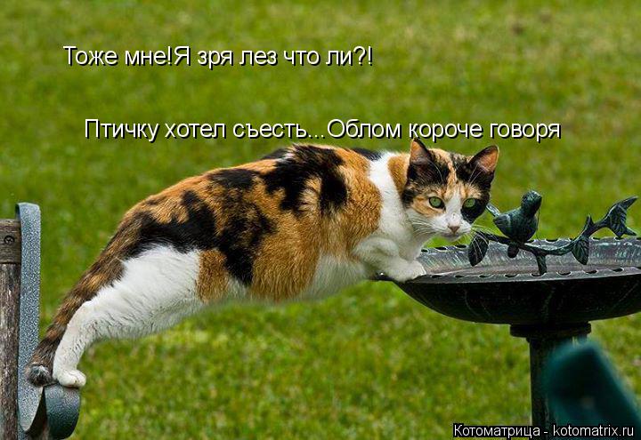 Тоже мне!Я зря лез что ли?! Птичку хотел съесть...Облом короче говоря... Котоматрица: Тоже мне!Я зря лез что ли?! Птичку хотел съесть...Облом короче говоря