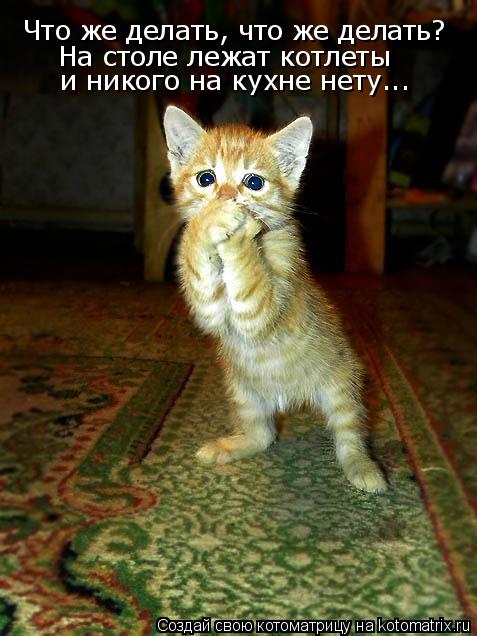Что же делать, что же делать? На столе лежат котлеты и никого на кухне нету...... Котоматрица: Что же делать, что же делать? На столе лежат котлеты и никого на кухне нету...