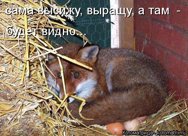 сама высижу, выращу, а там - будет видно...... Котоматрица: сама высижу, выращу, а там - будет видно...