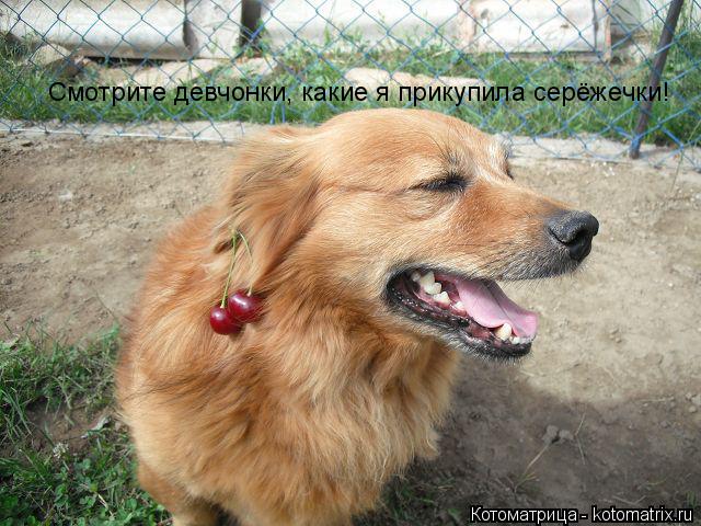 Смотрите девчонки, какие я прикупила серёжечки!... Котоматрица: Смотрите девчонки, какие я прикупила серёжечки!