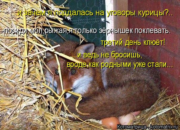 и зачем я поддалась на уговоры курицы?.. третий день клюёт! ...и ведь не бросишь, вроде,как родными у... Котоматрица: и зачем я поддалась на уговоры курицы?.. третий день клюёт! ...и ведь не бросишь, вроде,как родными уже стали... -посиди,мол,рыжая,я только зёрны