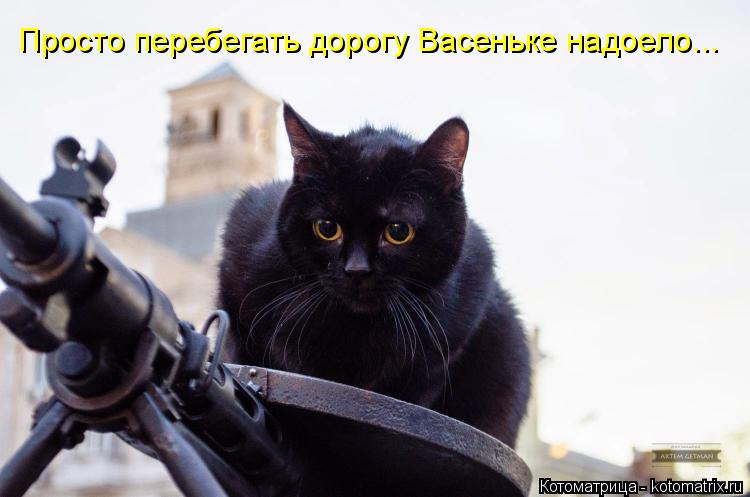Просто перебегать дорогу Васеньке надоело...... Котоматрица: Просто перебегать дорогу Васеньке надоело...