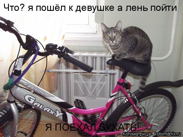 Что? я пошёл к девушке а лень пойти Я ПОЕХАЛ БУХАТЬ!... Котоматрица: Что? я пошёл к девушке а лень пойти Я ПОЕХАЛ БУХАТЬ!