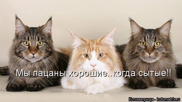 Мы пацаны хорошие..когда сытые!!... Котоматрица: Мы пацаны хорошие..когда сытые!!