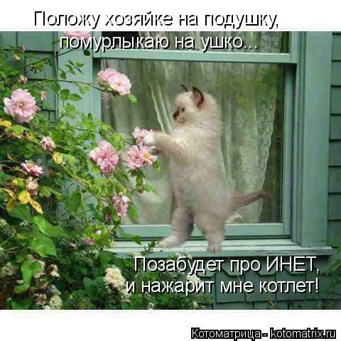 Положу хозяйке на подушку, помурлыкаю на ушко... Позабудет про ИНЕТ, и нажарит мне котлет!... Котоматрица: Положу хозяйке на подушку, помурлыкаю на ушко... Позабудет про ИНЕТ, и нажарит мне котлет!
