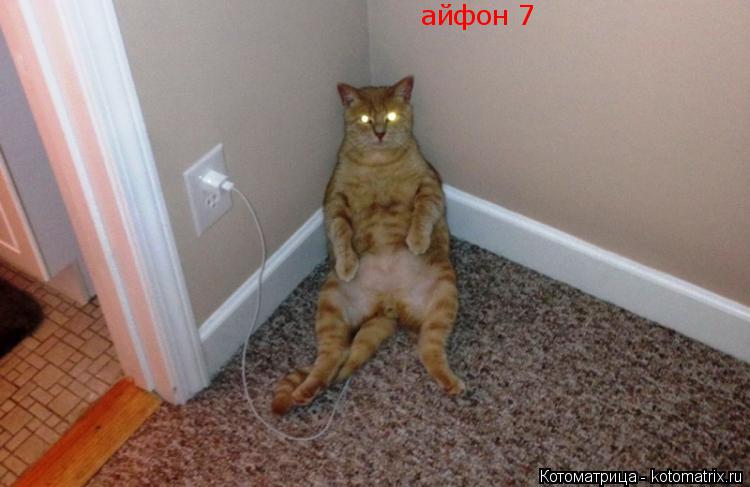 айфон 7... Котоматрица: айфон 7
