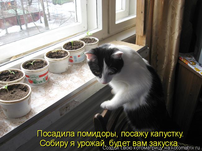 Посадила помидоры, посажу капустку. Собиру я урожай, будет вам закуска.... Котоматрица: Посадила помидоры, посажу капустку. Собиру я урожай, будет вам закуска.