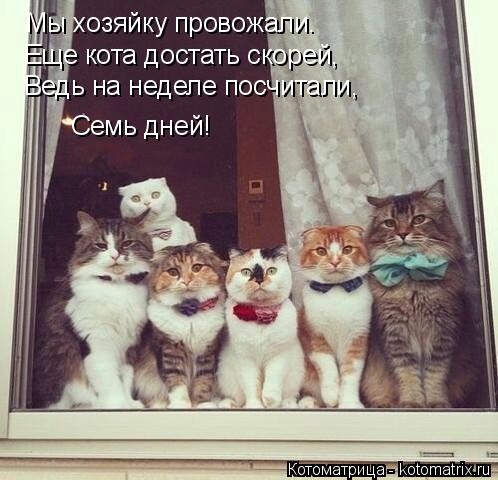 Мы хозяйку провожали. Еще кота достать скорей, Ведь на неделе посчитали, Семь дней!... Котоматрица: Мы хозяйку провожали. Еще кота достать скорей, Ведь на неделе посчитали, Семь дней!