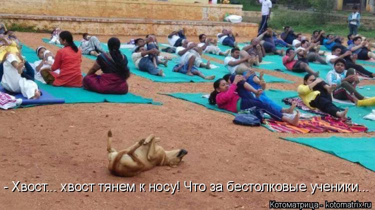 - Хвост... хвост тянем к носу! Что за бестолковые ученики...... Котоматрица: - Хвост... хвост тянем к носу! Что за бестолковые ученики...