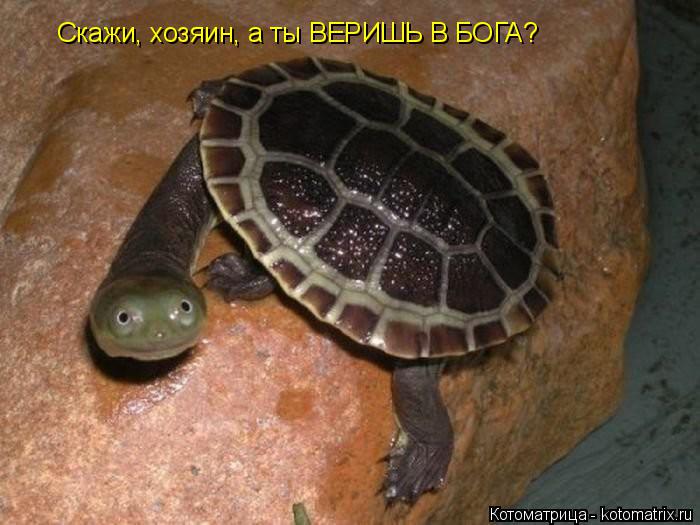 Скажи, хозяин, а ты ВЕРИШЬ В БОГА?... Котоматрица: Скажи, хозяин, а ты ВЕРИШЬ В БОГА?