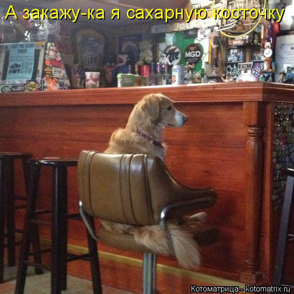 А закажу-ка я сахарную косточку... Котоматрица: А закажу-ка я сахарную косточку