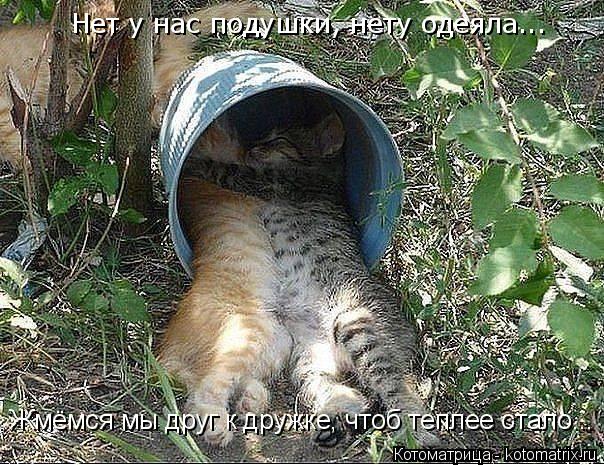 Нет у нас подушки, нету одеяла... Жмёмся мы друг к дружке, чтоб теплее стало...... Котоматрица: Нет у нас подушки, нету одеяла... Жмёмся мы друг к дружке, чтоб теплее стало...