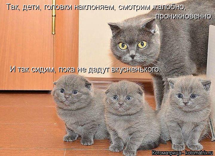 Так, дети, головки наклоняем, смотрим жалобно, проникновенно. И так сидим, пока не дадут вкусненького... Котоматрица: Так, дети, головки наклоняем, смотрим жалобно, проникновенно. И так сидим, пока не дадут вкусненького.