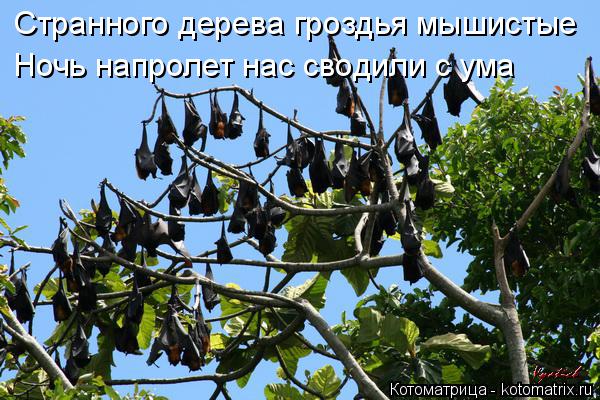 Странного дерева гроздья мышистые Ночь напролет нас сводили с ума... Котоматрица: Странного дерева гроздья мышистые Ночь напролет нас сводили с ума