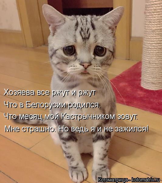 Хозяева все ржут и ржут Что в Белорусии родился. Что месяц мой Кастрычником зовут. Мне страшно. Но ве... Котоматрица: Хозяева все ржут и ржут Что в Белорусии родился. Что месяц мой Кастрычником зовут. Мне страшно. Но ведь я и не зажился!