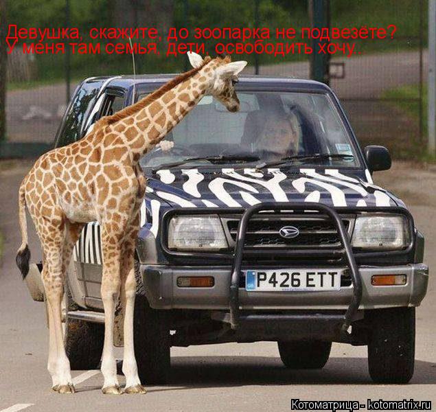 Девушка, скажите, до зоопарка не подвезёте? У меня там семья, дети, освободить хочу...... Котоматрица: Девушка, скажите, до зоопарка не подвезёте? У меня там семья, дети, освободить хочу...