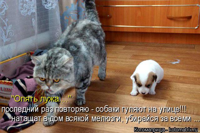 "Опять лужа...." последний раз повторяю - собаки гуляют на улице!!! натащат в дом всякой мелюзги, уби... Котоматрица: "Опять лужа...." последний раз повторяю - собаки гуляют на улице!!! натащат в дом всякой мелюзги, убирайся за всеми ....