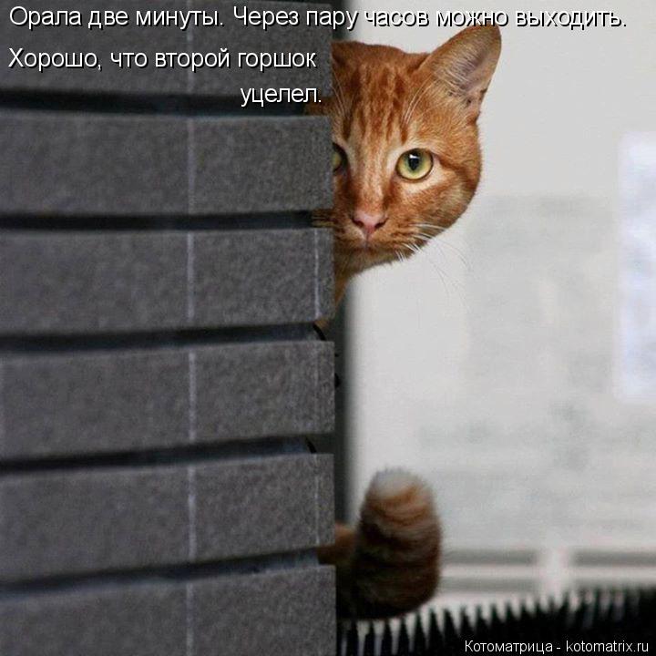 Орала две минуты. Через пару часов можно выходить. Хорошо, что второй горшок уцелел.... Котоматрица: Орала две минуты. Через пару часов можно выходить. Хорошо, что второй горшок уцелел.