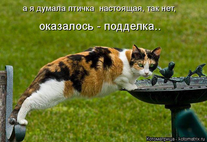 а я думала птичка настоящая, так нет, оказалось - подделка..... Котоматрица: а я думала птичка настоящая, так нет, оказалось - подделка..