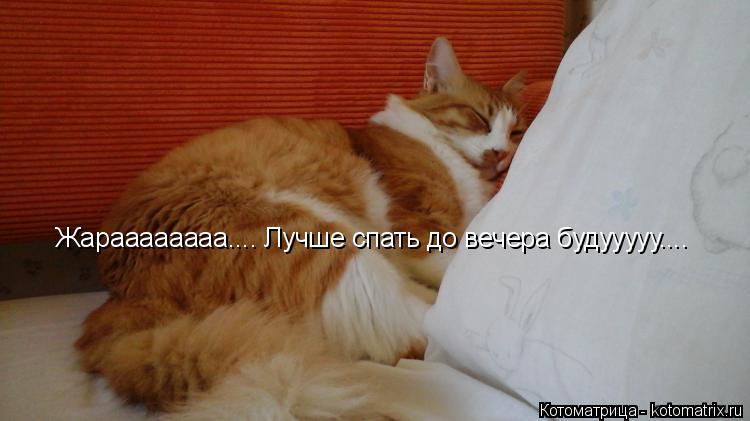 Жараааааааа.... Лучше спать до вечера будууууу....... Котоматрица: Жараааааааа.... Лучше спать до вечера будууууу....