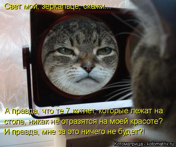 Свет мой, зеркальце, скажи... А правда, что те 7 котлет, которые лежат на столе, никак не отразятся н... Котоматрица: Свет мой, зеркальце, скажи... А правда, что те 7 котлет, которые лежат на столе, никак не отразятся на моей красоте? И правда, мне за это ничего н