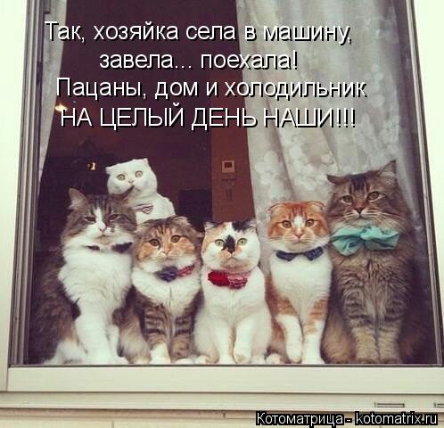 Так, хозяйка села в машину, завела... поехала! Пацаны, дом и холодильник НА ЦЕЛЫЙ ДЕНЬ НАШИ!!!... Котоматрица: Так, хозяйка села в машину, завела... поехала! Пацаны, дом и холодильник НА ЦЕЛЫЙ ДЕНЬ НАШИ!!!