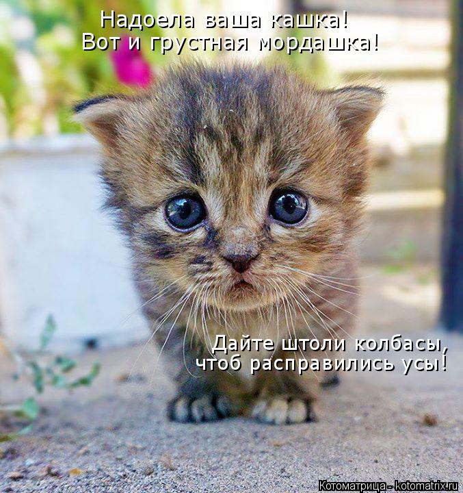 Надоела ваша кашка! Вот и грустная мордашка! Дайте штоли колбасы, чтоб расправились усы!... Котоматрица: Надоела ваша кашка! Вот и грустная мордашка! Дайте штоли колбасы, чтоб расправились усы!