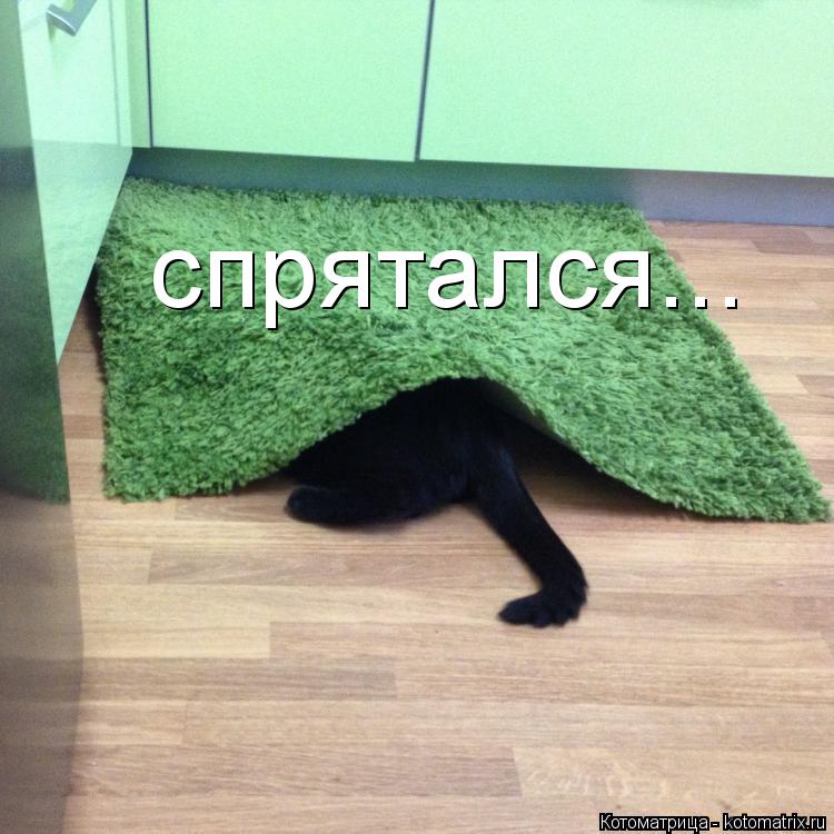 спрятался...... Котоматрица: спрятался...
