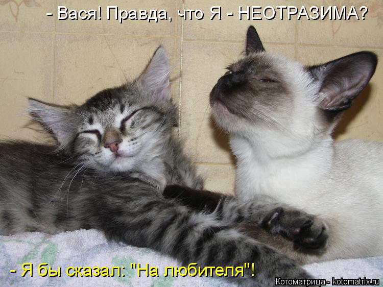 - Вася! Правда, что Я - НЕОТРАЗИМА? - Я бы сказал: "На любителя"!... Котоматрица: - Вася! Правда, что Я - НЕОТРАЗИМА? - Я бы сказал: "На любителя"!